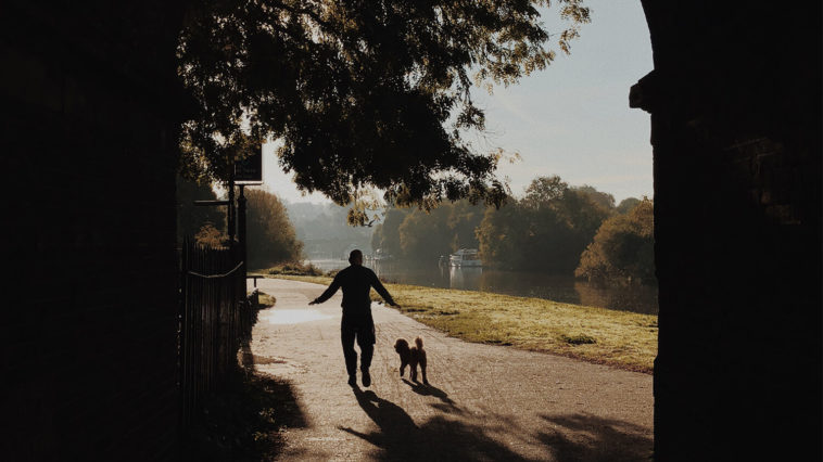köpek korkusu neden olur