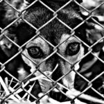 Hayvanlara Yönelik Şiddet