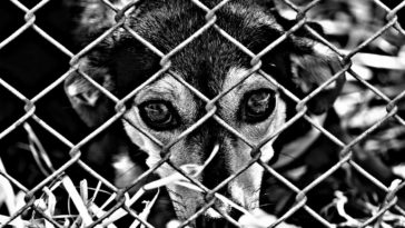 Hayvanlara Yönelik Şiddet