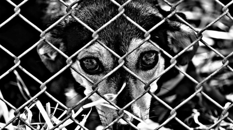 Hayvanlara Yönelik Şiddet