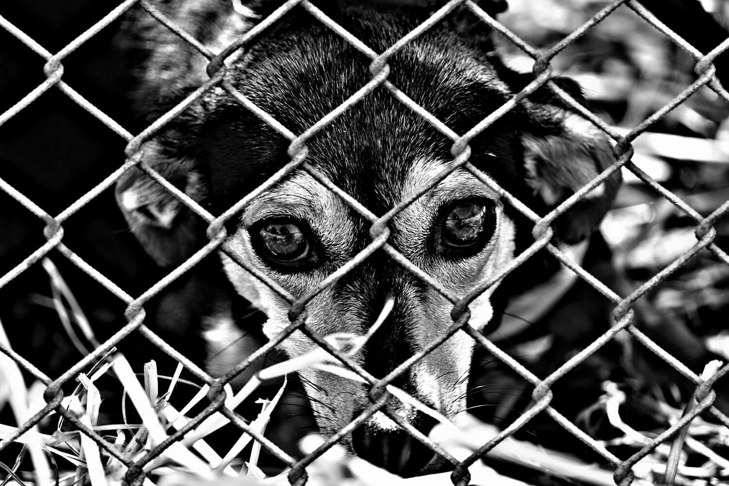 Hayvanlara Yönelik Şiddet