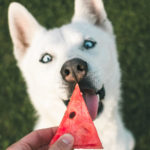 Yemekhanelerdeki artık yemekler