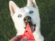 Yemekhanelerdeki artık yemekler