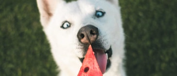 Yemekhanelerdeki artık yemekler