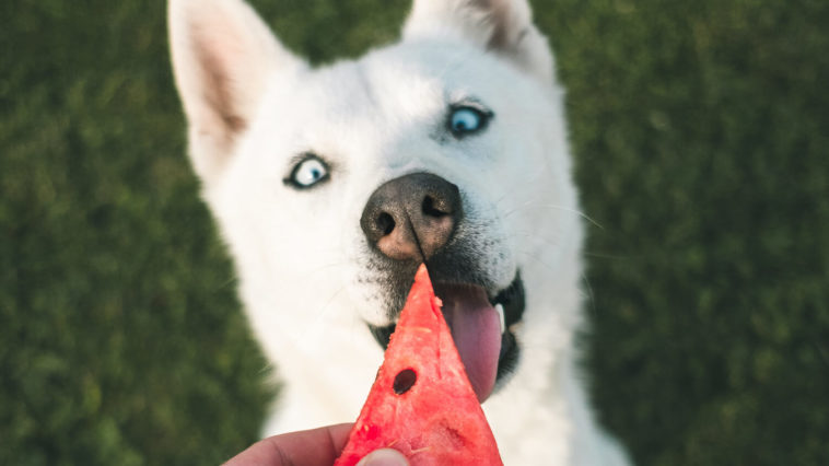 Yemekhanelerdeki artık yemekler